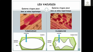 UE Bio Cours 3 1(19 01 2021).mp4