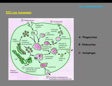 Cours BCM_endomembranes_mitochondries_24_11_2020.mp4