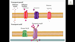 UE Bio Cours 2 (12 01 21).mp4