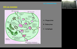 Vidéo_Cours-BCM_sectionA_mercredi 25 novembre.mp4