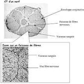 4-TP4-enregistrement du potentiel complexe.mp4