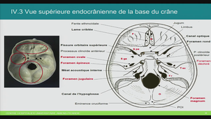 UE Anatomie tête et cou 2 Éléments squelettiques du cou