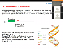 Cours BCM_La transcription_Buée.mp4